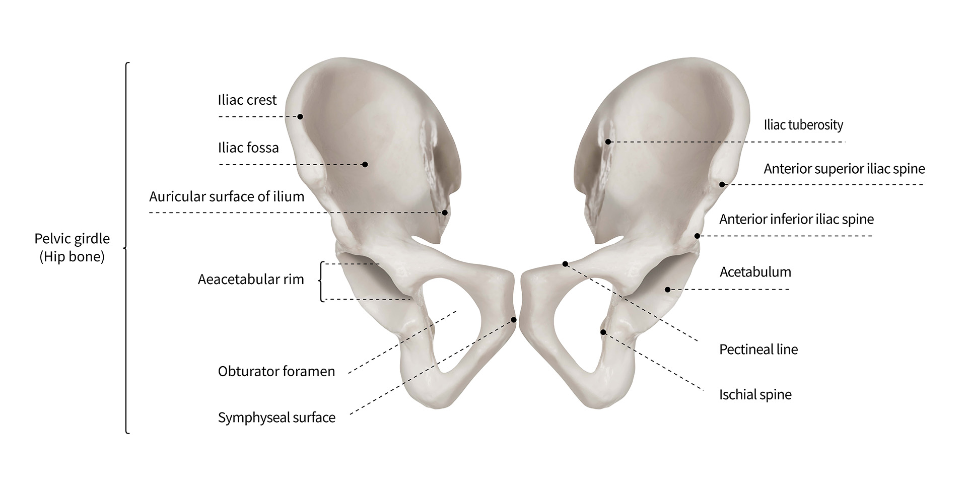 anterior hip replacement UAE